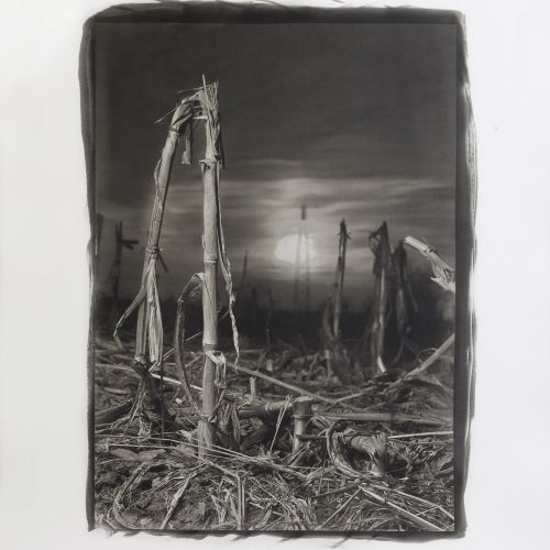 Platinum-Palladium Prints - Contaminazioni-Incontaminazioni