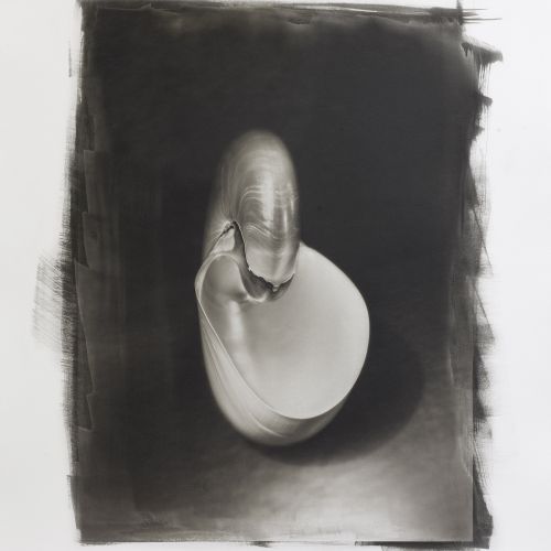 Platinum-Palladium Prints - Nautilus